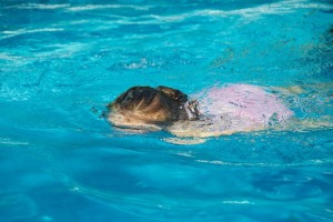 Summer in the pool