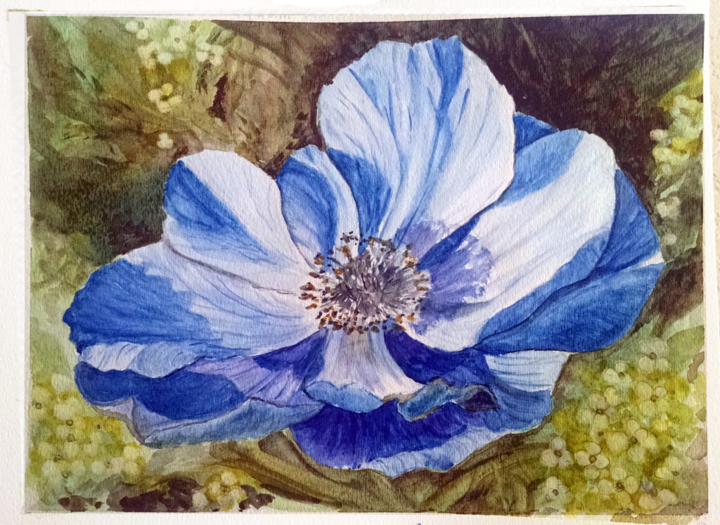 Blue poppy