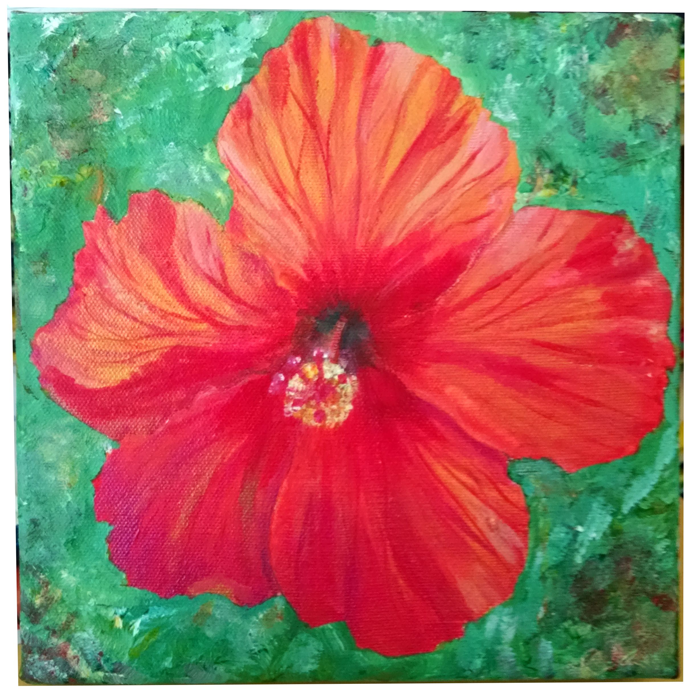 Arizona Hibiscus
