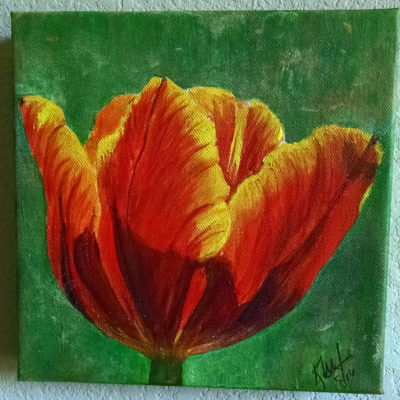 Yellow and Orange Tulip