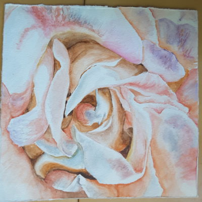 Dusty Rose (watercolor)